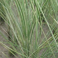 MISKANT MORNING LIGHT Miscanthus chiński SADZONKA