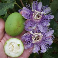 Fagyálló mártírom borjú ehető gyümölcs -23 C (Passiflora incarnata)