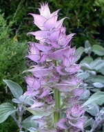 Szałwia muszkatołowa Vatican Pink, Salvia sclarea