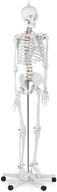 Kostra človeka anatomický model PHYSA 10040236