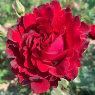 Róża rabatowa - Barbara CIEMNO-CZERWONA DONICZKA 3 LITRY