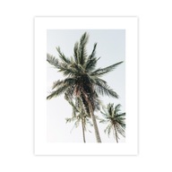 Plagát príroda - palma 30x40 cm Plagát boho, palma