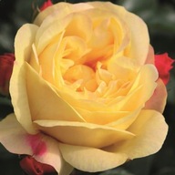 Róża rabatowa LAMPION - doniczka 2 litrowa