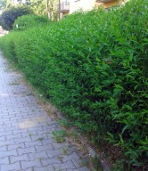 Ligustr Liguster gyors sövény multi raklap