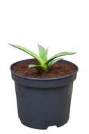 Agave parryi var. Couesii Agáve mrazuvzdorná sadenica 3l