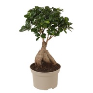 Ficus Ginseng - Japońskie Bonsai - Doniczka 12cm - Wysokość 30-40cm