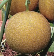 Melon Gediz duży owoc sadzonka w doniczce P9!