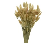 Okrasná tráva sušená prírodná farba dlhá 80 cm