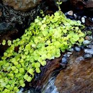 LYSIMACHIA AUREA - Oczko wodne,staw - rośl.przybrzerzna - kosz. z roślinami