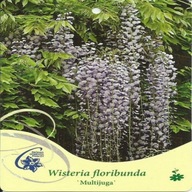 Glicynia kwiecista MULTIJUGA - Wisteria floribunda