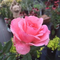 Róża wielkokwiatowa - Queen Elizabeth OBFICIE KWITNĄCA DONICZKA 4 LITRY