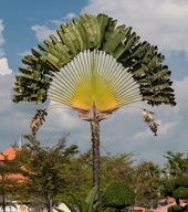 NASIONA Palma MADAGASCAN Ravenala madagascariensis