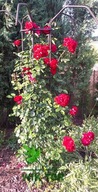 Róża pnąca Gejsza bordowa powtarzająca kwitnienie