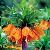 Fritillaria Szachownica Cesarska Aurora 1 szt