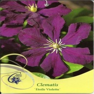 Clematis ETOILE VIOLETTE Grupa Viticella