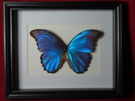 Motyl w ramce / gablotce 27 x 22 cm . Morpho godartii tingomariensis 170 mm