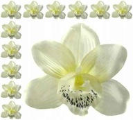 Storczyk cymbidium główka Kwiat Cream 12 szt