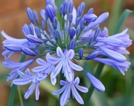 ĽALIA AFRICKÁ MODRÁ AGAPANTHUS PRAECOX 5NAS