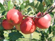 Jabłoń karłowata Jonagold Decosta- gat. I z donicy