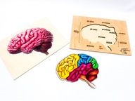 Mozog človeka, stavba mozgu, laloky, anatómia
