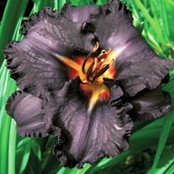 Liliowiec sadzonki liliowca Longfilends Black Magic 1 szt Hemerocallis