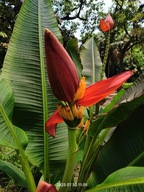 Semená banánovníka Musa laterita Banánovník indický semená banánov siatie