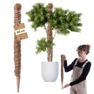 KÓKUSZPÁLCA NÖVÉNYTÁMASZ PÁLCA 60 cm MONSTERY VIRÁG PÁLCA VASTAG