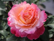 Róża wielkokwiatowa Augusta Luise pięknie pachnąca C3
