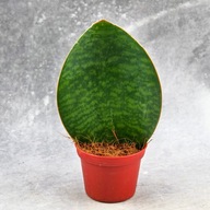 Sansevieria masoniana "Congo" Sansewieria żagiel DØ6cm