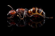 Mrówki Camponotus nicobarensis Królowa i 1-5 robotnic