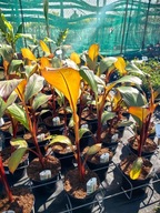 Ventricosum Banán - BANÁNOVEC ABISSIN MAURELLI - krásna zdravá sadenica