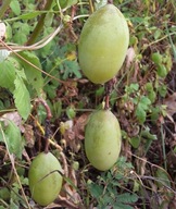 VÖRÖS GOLGOTAVIRÁG (PASSIFLORA MANICATA RED) 3 MAG