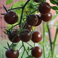 Toraf Nasiona Pomidor Koktajlowy Black Cherry 0,3g TORAF