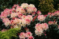 Rhododendron | Różanecznik "Percy Wiseman"