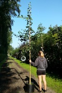 MIŁORZĄB DWUKLAPOWY, JAPOŃSKI (GINKGO) duży 300cm+