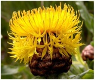 Chaber Veľkohlavý Vysoký Žltý viacročný a medonosný semeno 20 kusov