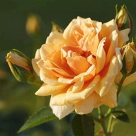 Róża pnąca SKYLINE - doniczka 2 litrowa