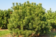 Sosna Górska Hakowata Pinus Uncinata Duża 3 Letnia Sadzonka 3l