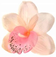 Storczyk cymbidium główka Kwiat Lt.Pink