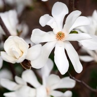 Magnolia MERRIL duże PACHNĄCE kwiaty w DONICZCE