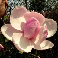 MAGNOLIA ATLAS GIGANTYCZNE 35 CM KWIATY UNIKAT