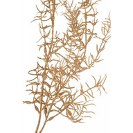 Umelá rastlina - asparagus gold_Aluro