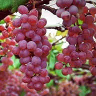 Ružové hrozno SWENSON RED sladké V KVETINÁČI