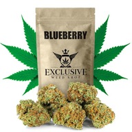 Susz konopny Blueberry CBD 20g