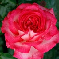 Róża pnąca - Różowo-biała DUŻE KWIATY ODPORNA DONICZKA 6 LITRÓW