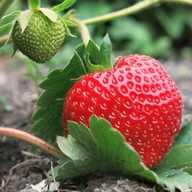 Tresca eper vetőmag akár 100 gyümölcs talajművelés és cserépben