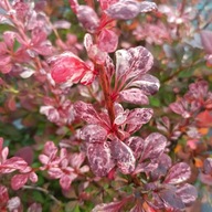 Berberys thunberga Atropurpurea Nana OUTLET