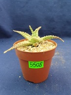 Aloe hybrid 5508p - PS1607S