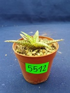 Aloe hybrid 5512p - PS1607S