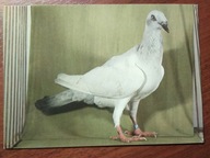Zwierzęta ptaki gołębie gołąb Srebrniak pol. 1976